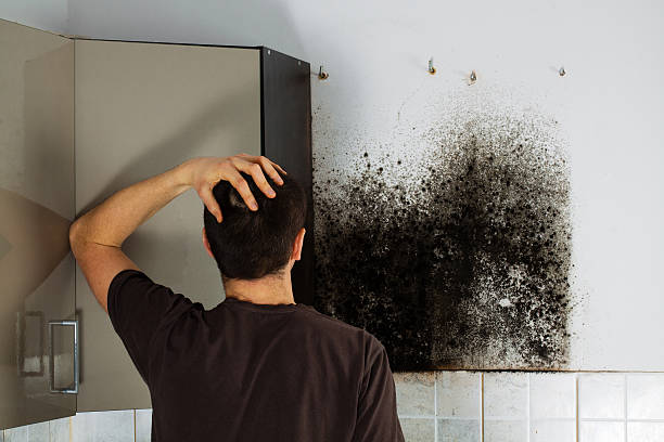 Professional Mold Removal in Powell, AL